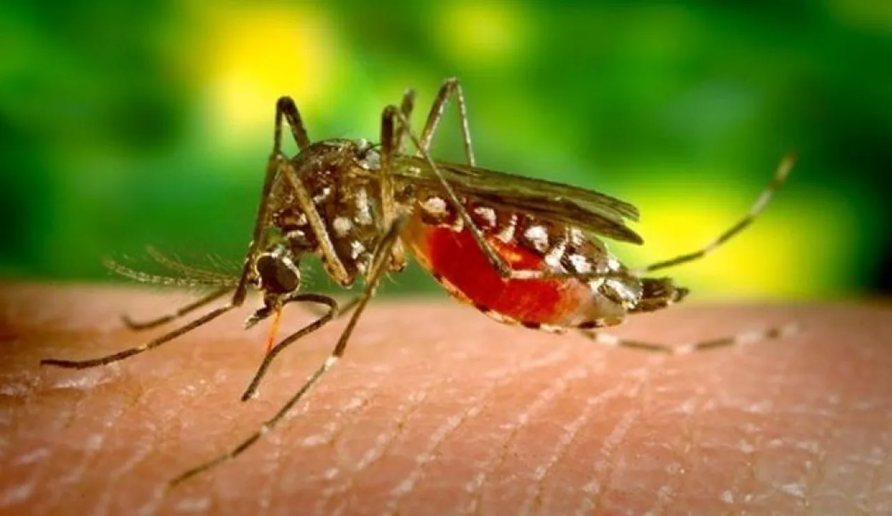 Efemérides de hoy 16 de marzo de 2021: Vacuna experimental del dengue