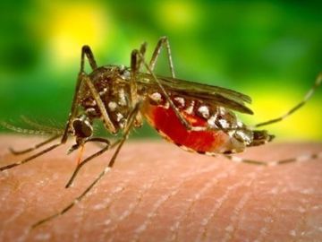 Efemérides de hoy 16 de marzo de 2021: Vacuna experimental del dengue