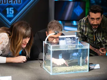 ¡Animales transparentes! Marron sorprende con las especies más raras de la naturaleza ¡Animales transparentes! Marron sorprende con las especies más raras de la naturaleza