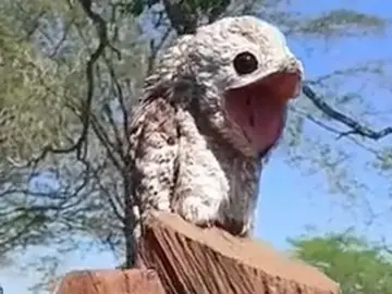 El pájaro potoo que se encontró la mujer. El pájaro potoo que se encontró la mujer.