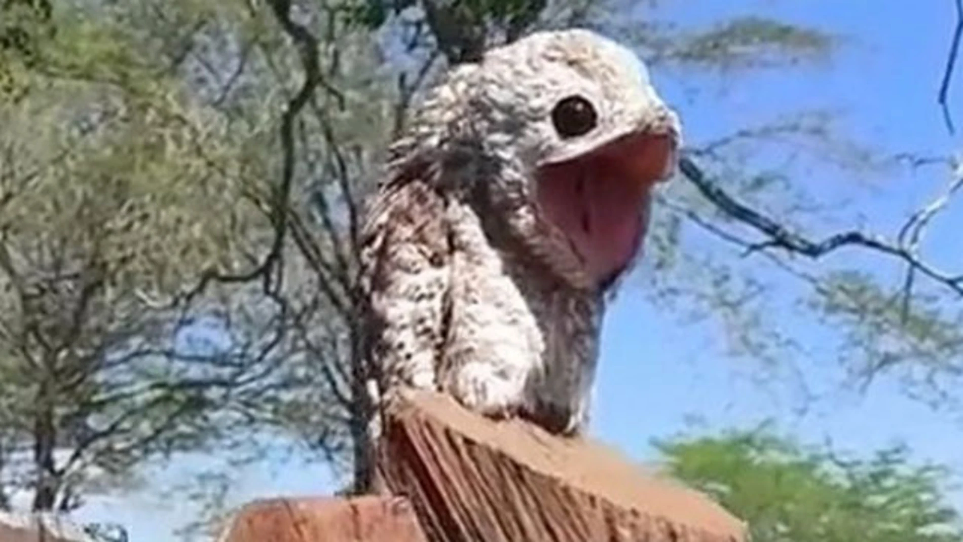 El pájaro potoo que se encontró la mujer. El pájaro potoo que se encontró la mujer.