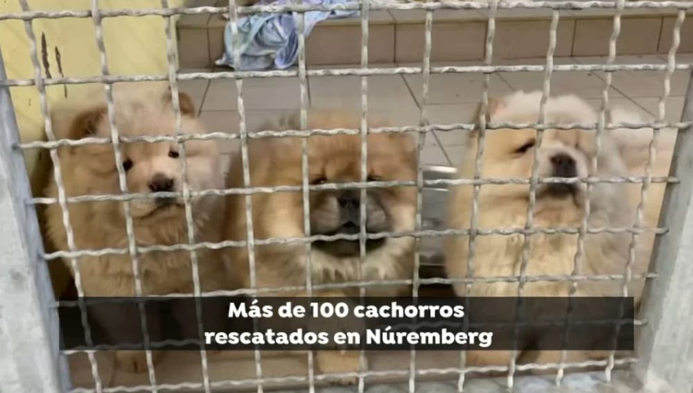 Rescatados 101 cachorros hacinados en un vehículo que iban a ser vendidos en Bélgica