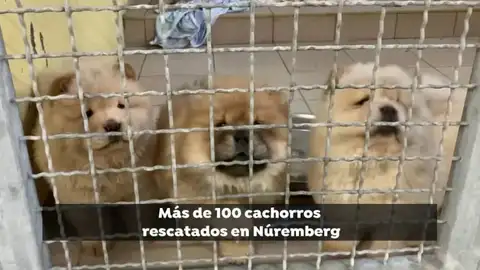 Rescatados 101 cachorros hacinados en un vehículo que iban a ser vendidos en Bélgica Rescatados 101 cachorros hacinados en un vehículo que iban a ser vendidos en Bélgica