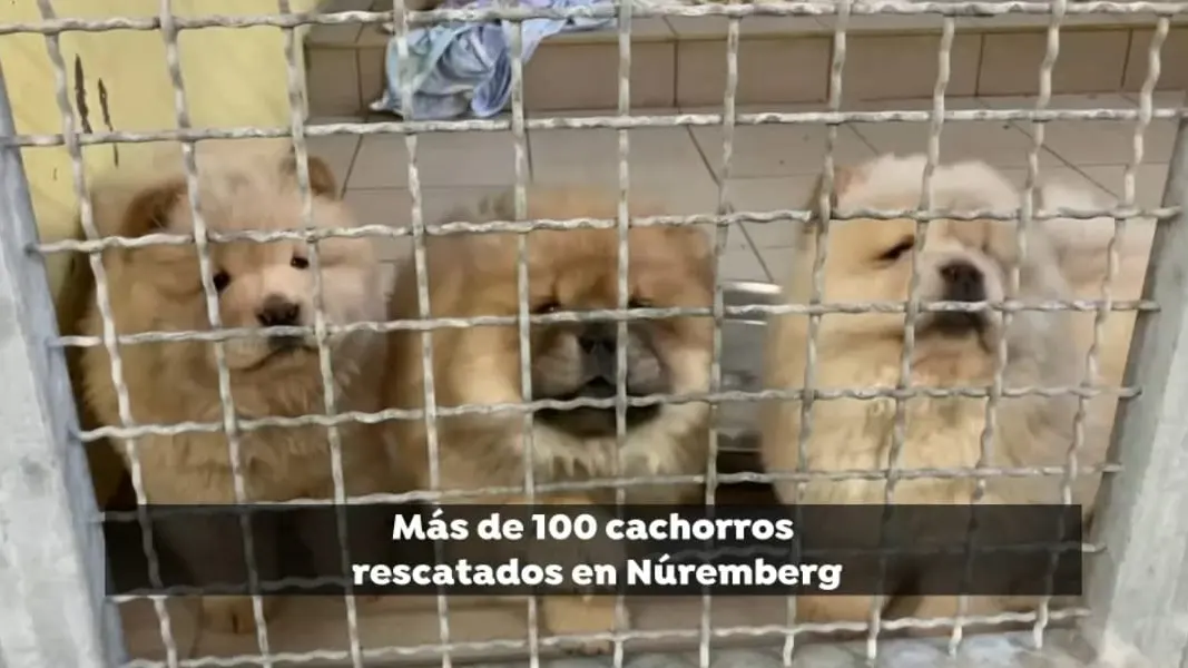 Rescatados 101 cachorros hacinados en un vehículo que iban a ser vendidos en Bélgica Rescatados 101 cachorros hacinados en un vehículo que iban a ser vendidos en Bélgica