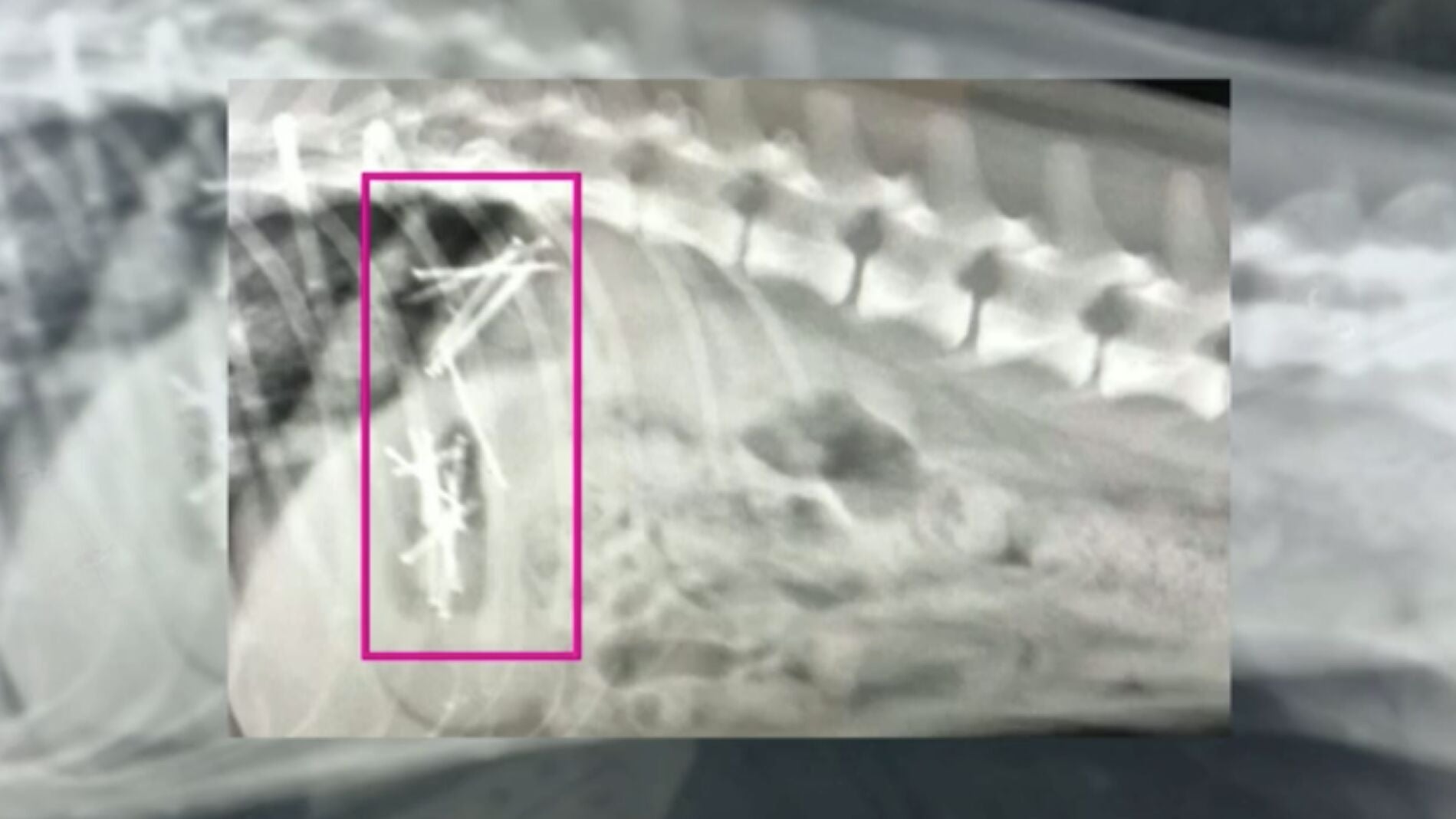 Radiograf&iacute;a del est&oacute;mago de una perrita 