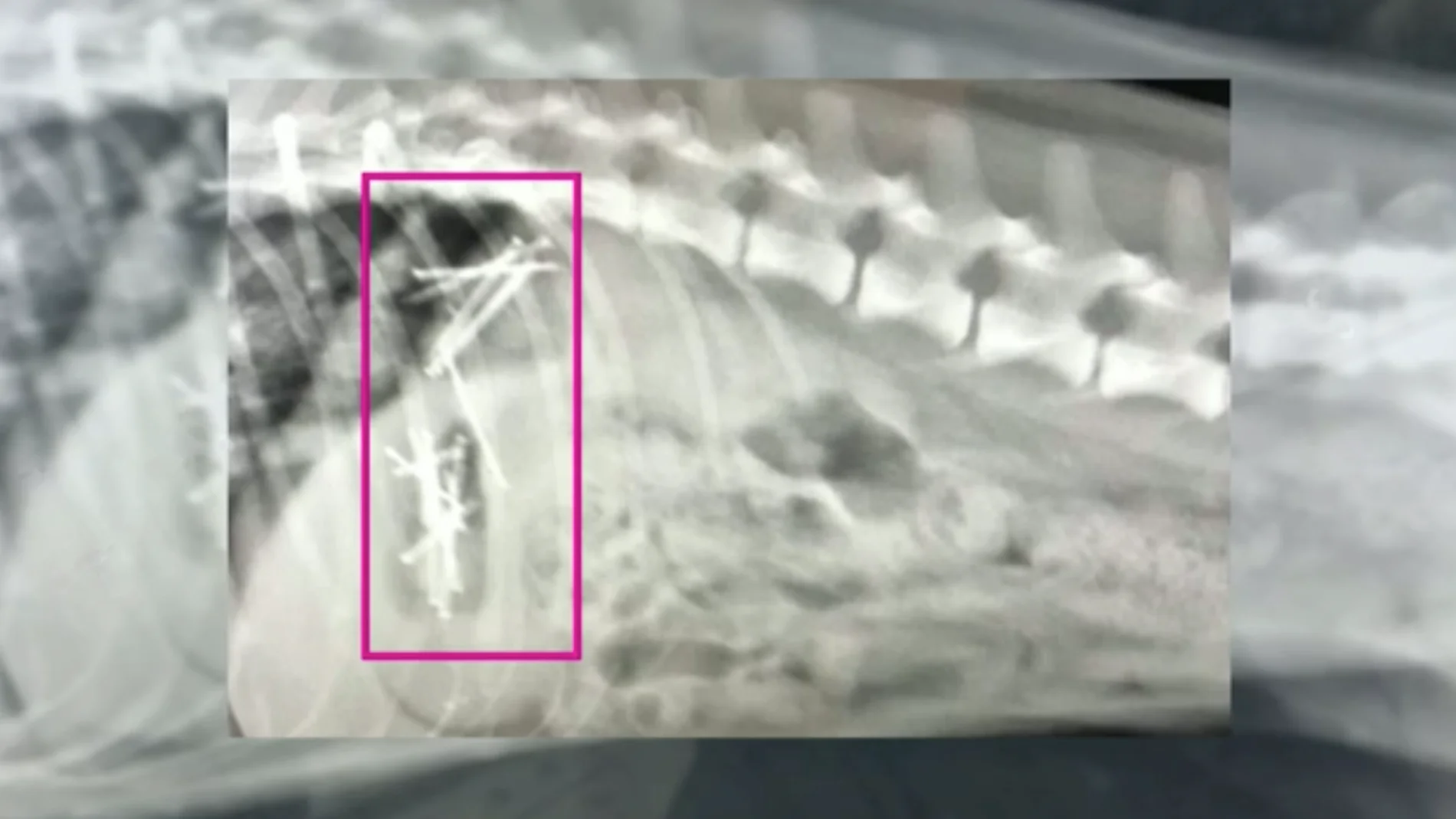 Radiografía del estómago de una perrita 