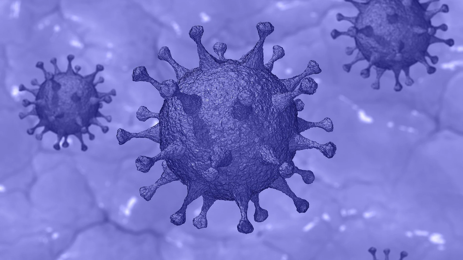 Virus Virus