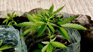 Una planta de marihuana