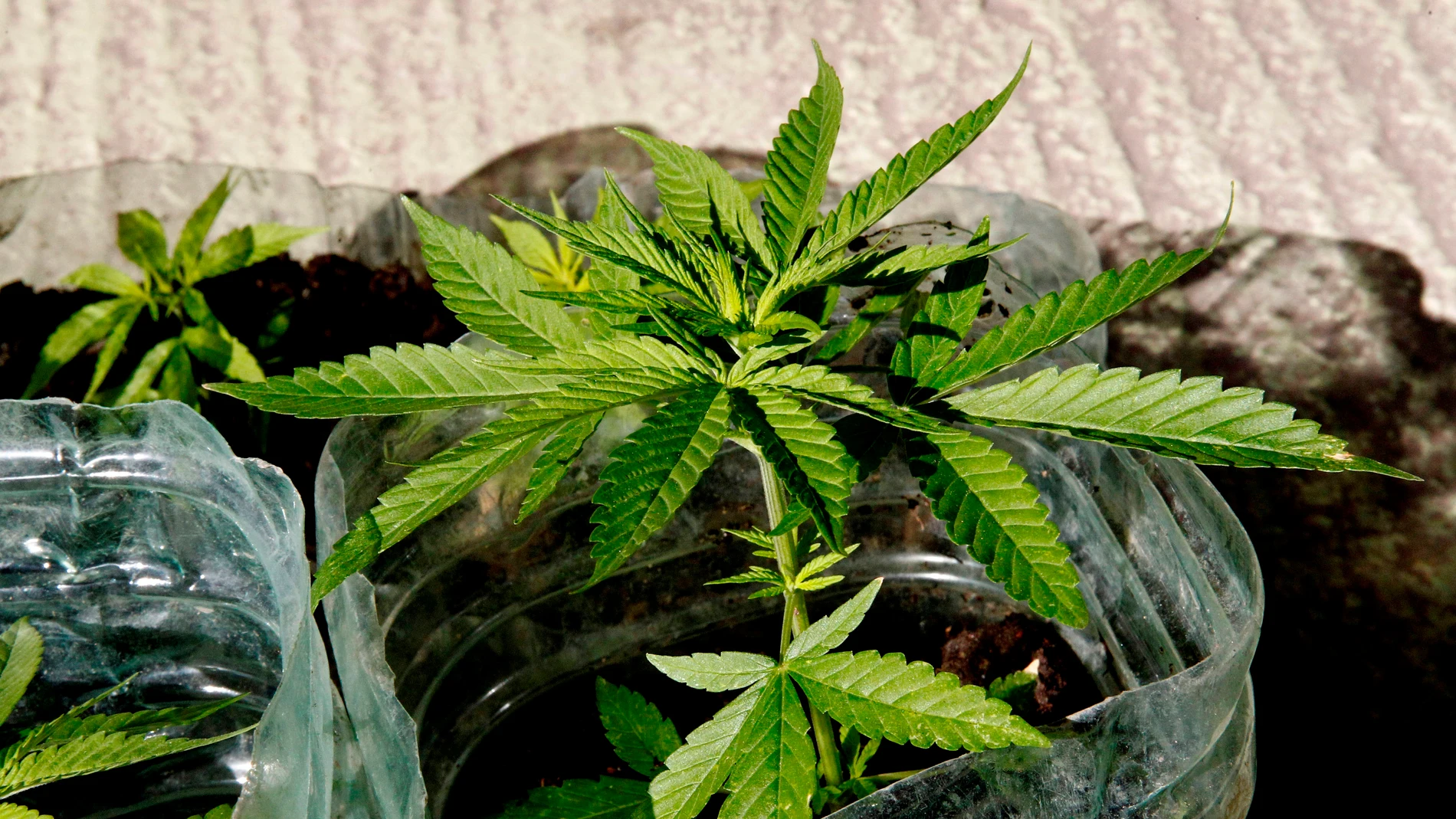 Una planta de marihuana Una planta de marihuana