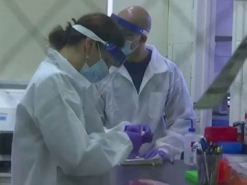 Un estudio concluye que las "c&eacute;lulas T asesinas" pueden ayudar a prevenir una enfermedad grave del coronavirus