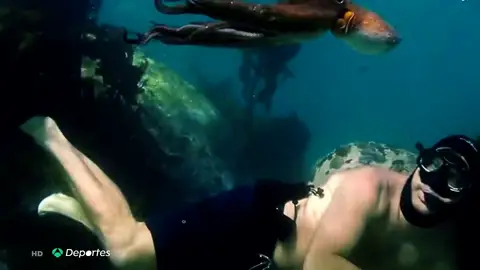 La increíble 'amistad' del buceador Craig Roberts y un pulpo, candidata al premio Oscar: "Somos similares en muchas cosas" La increíble 'amistad' del buceador Craig Roberts y un pulpo, candidata al premio Oscar: "Somos similares en muchas cosas"