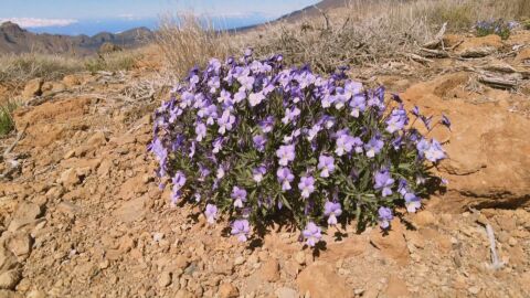  Una nueva violeta en el Teide, un tesoro natural dif&iacute;cil de alcanzar