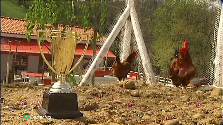 GALLINAS GALLINAS