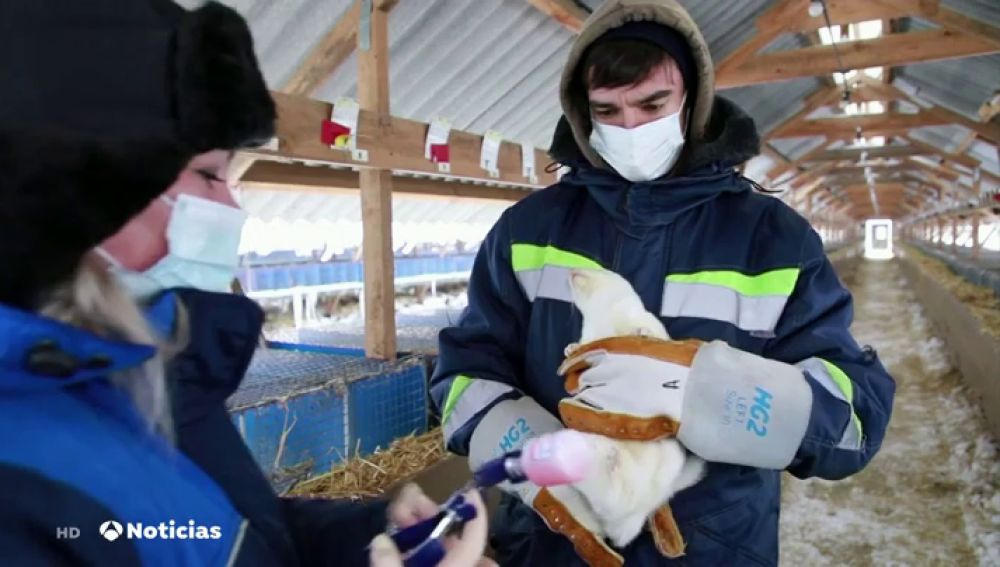 Rusia aprueba vacunas contra el coronavirus para animales con un 90% de efectividad