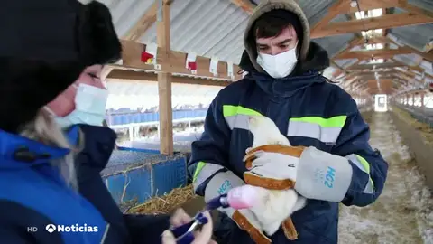 Rusia aprueba vacunas contra el coronavirus para animales con un 90% de efectividad Rusia aprueba vacunas contra el coronavirus para animales con un 90% de efectividad
