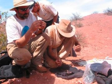 Hallazgo paleontológico en el sur de Argentina