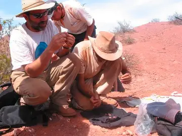 Hallazgo paleontológico en el sur de Argentina Hallazgo paleontológico en el sur de Argentina