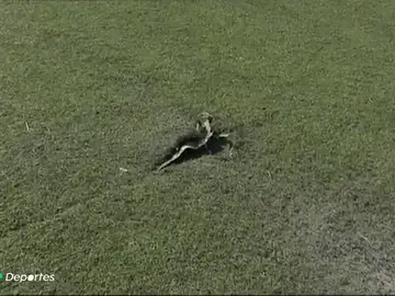 Lesiones campo Lesiones campo