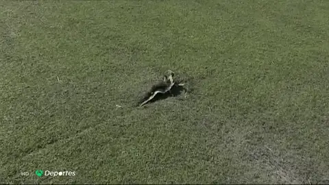 Lesiones campo Lesiones campo