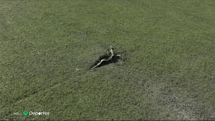 Lesiones campo Lesiones campo