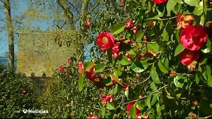El plan perfecto en un jardín de Excelencia Internacional en Galicia: paz, naturaleza y camelias El plan perfecto en un jardín de Excelencia Internacional en Galicia: paz, naturaleza y camelias