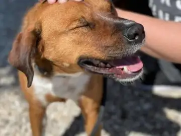 Devuelven a un perro adoptado que pasó 419 días en un refugio porque da "demasiado trabajo" Devuelven a un perro adoptado que pasó 419 días en un refugio porque da "demasiado trabajo"