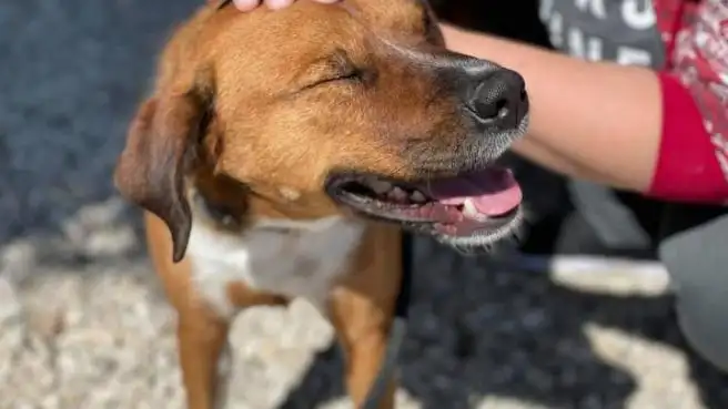 Devuelven a un perro adoptado que pasó 419 días en un refugio porque da "demasiado trabajo" Devuelven a un perro adoptado que pasó 419 días en un refugio porque da "demasiado trabajo"