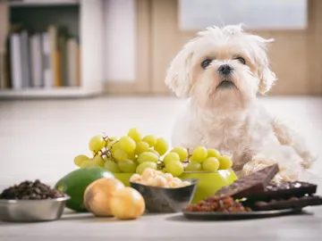 Perrete y alimentos Perrete y alimentos