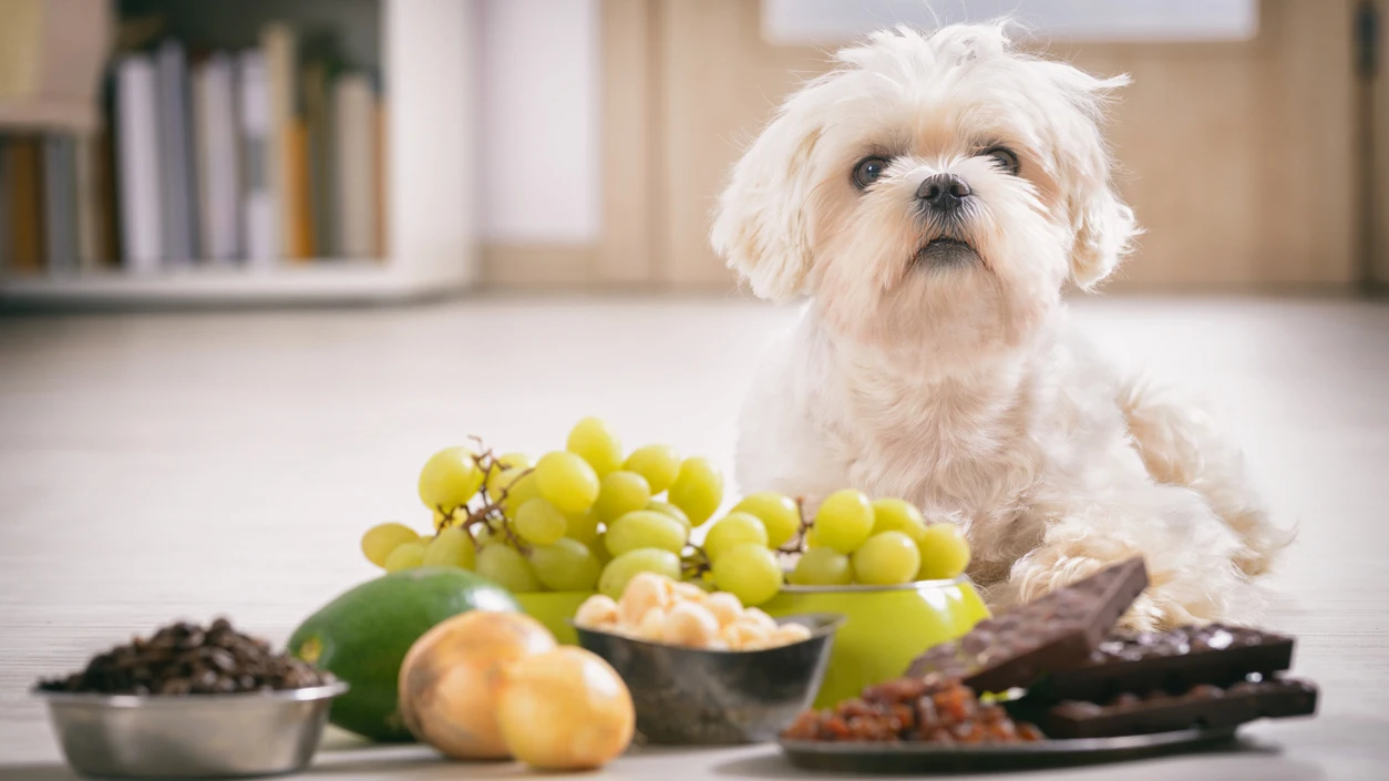 Perrete y alimentos Perrete y alimentos