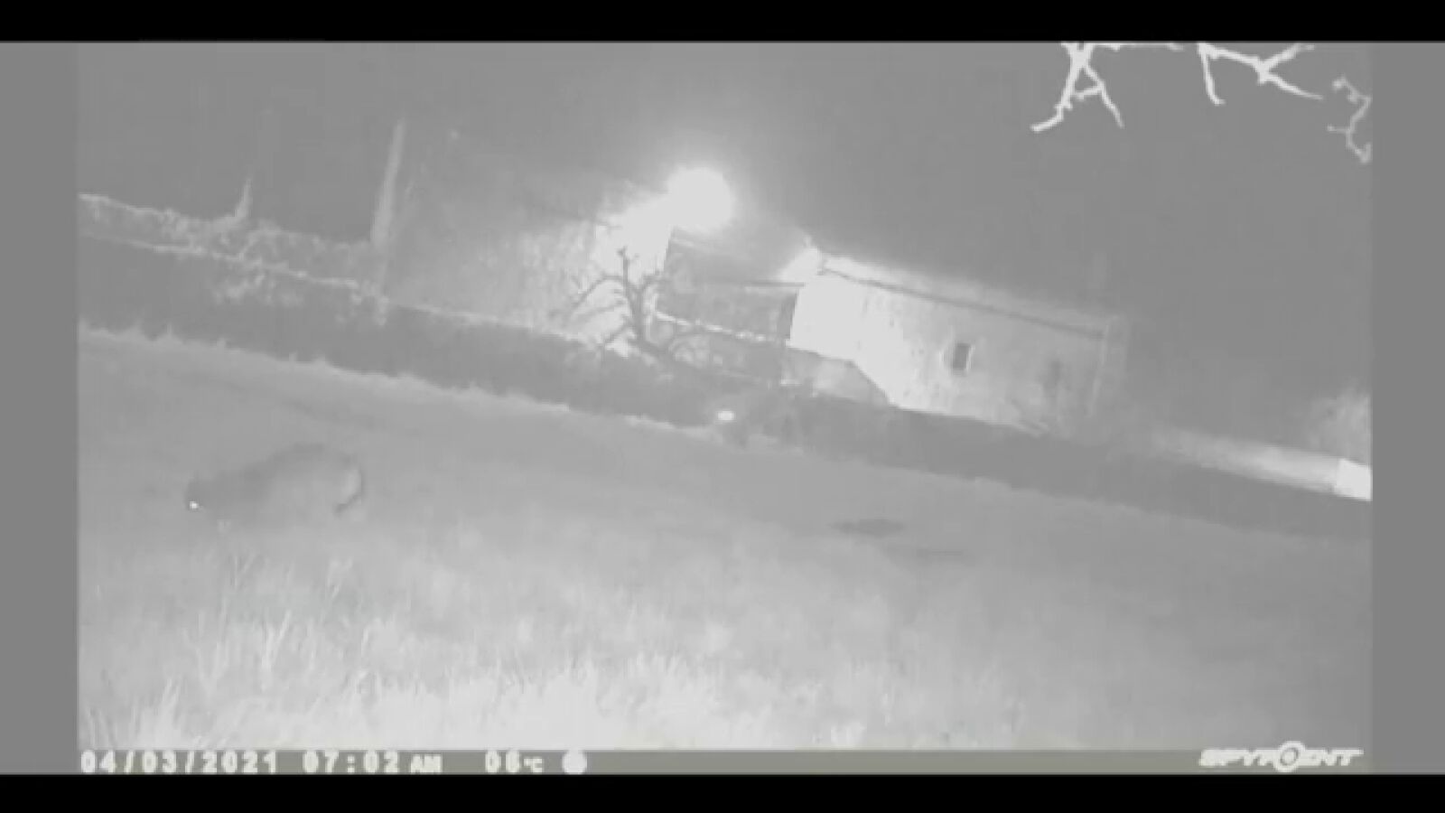 Un lobo entra al municipio de Espinosa de los Monteros, en Burgos y mata a dos ovejas