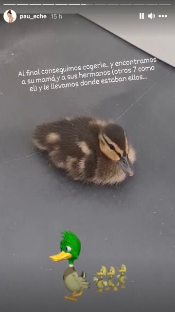 El pato que Paula Echevarría encontró en su casa