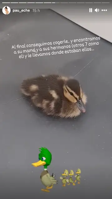 El pato que Paula Echevarría encontró en su casa El pato que Paula Echevarría encontró en su casa