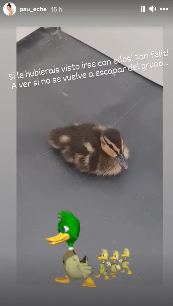 El pato que Paula Echevarría encontró en su casa