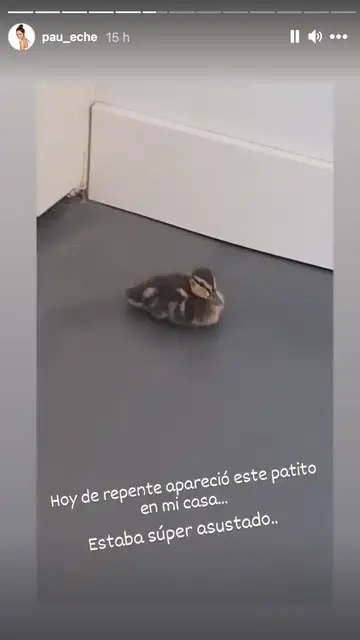 El pato que Paula Echevarría encontró en su casa Pato en casa de Paula Echevarría