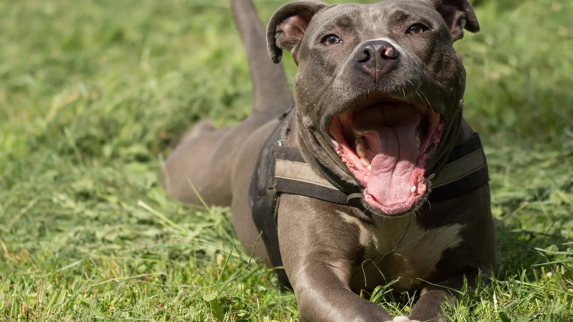 Muere un ni&ntilde;o de 5 a&ntilde;os tras el ataque de un perro en Lucena, C&oacute;rdoba
