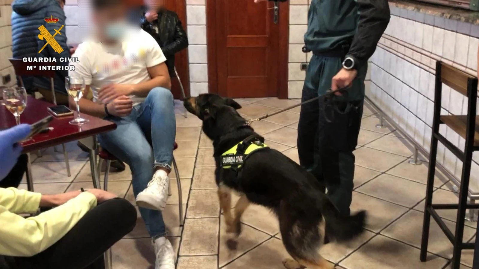 La perra 'Dora', experta en b&uacute;squeda de sustancias estupefacientes, localiza un alijo de droga en un bar de La Rioja