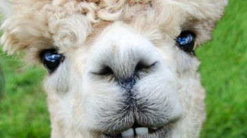 Alpaca