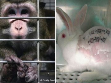 Imágenes del vídeo publicado por Cruelty Free Internacional