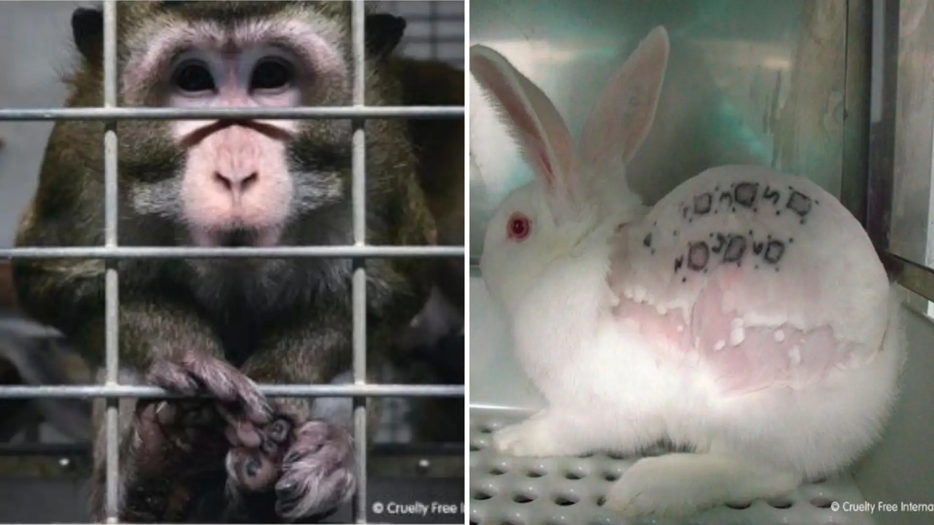 Imágenes del vídeo publicado por Cruelty Free Internacional Imágenes del vídeo publicado por Cruelty Free Internacional