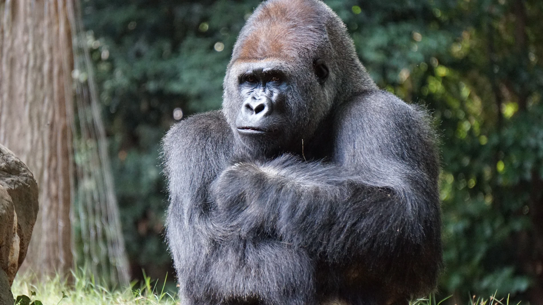 Un gorila con los brazos cruzados