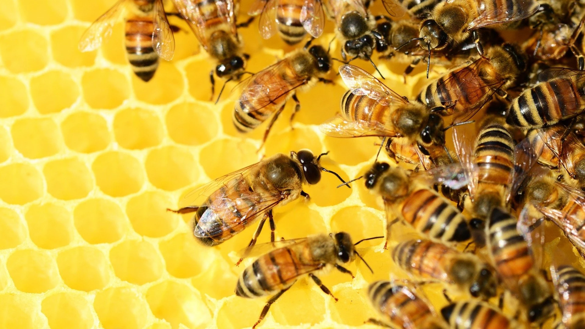 Abejas Abejas