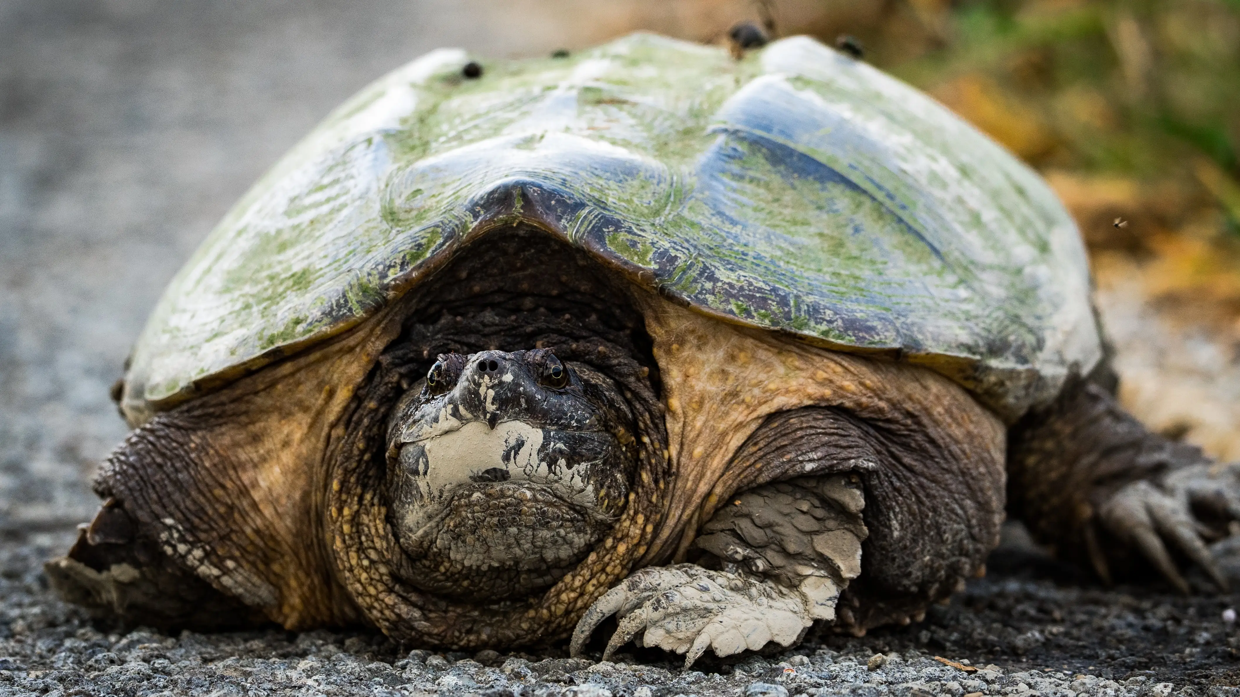 Encuentran una tortuga mordedora potencialmente peligrosa en Huelva 