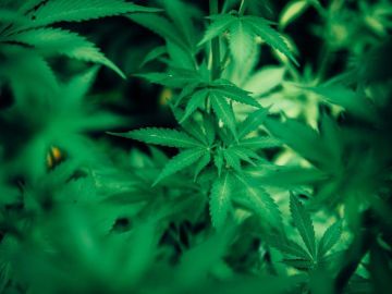 Un tetrapléjico gallego pide que se le autorice cultivar cannabis para uso medicinal: “No es por vicio, es por necesidad" 