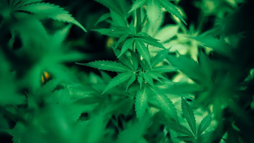 Un tetrapléjico gallego pide que se le autorice cultivar cannabis para uso medicinal: “No es por vicio, es por necesidad" Un tetrapléjico gallego pide que se le autorice cultivar cannabis para uso medicinal: “No es por vicio, es por necesidad"