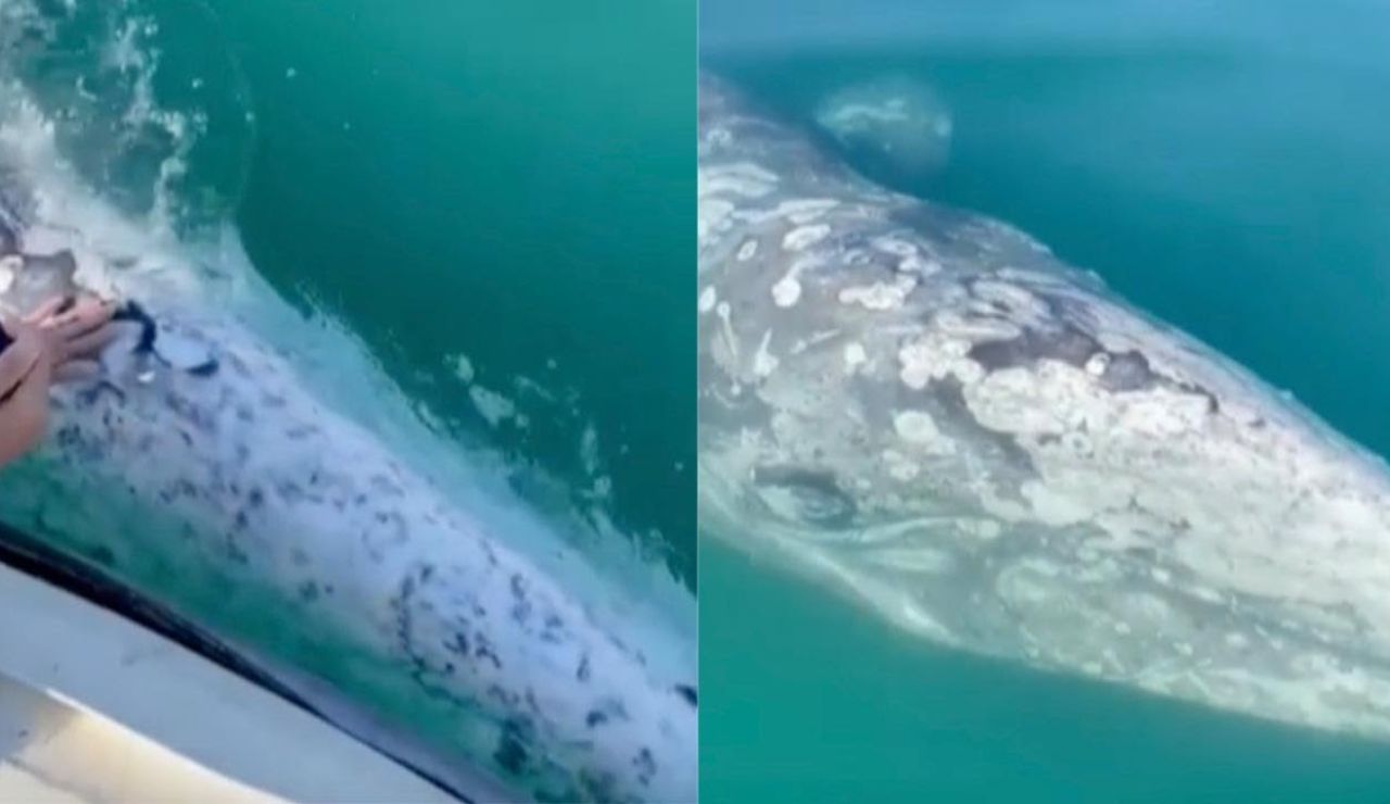 Una ballena se deja acariciar