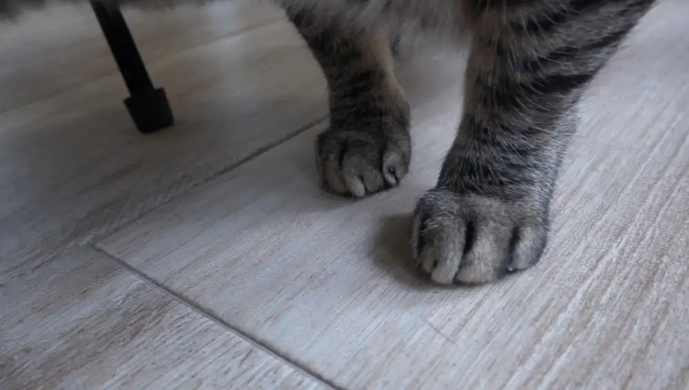 Patas de gato