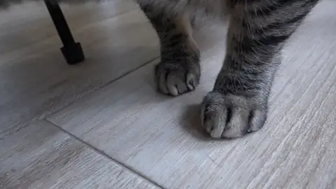 Patas de gato Patas de gato
