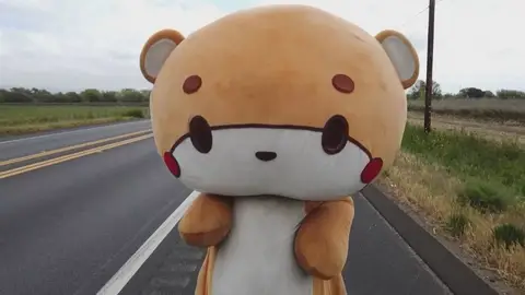 'Bearsun' el oso que camina 600 kilómetros 'Bearsun' el oso que camina 600 kilómetros