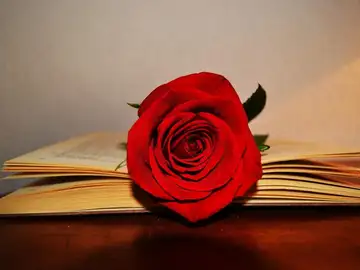 Sant Jordi Sant Jordi