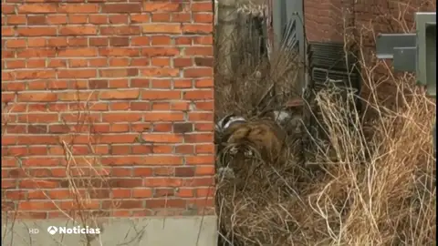 Graban cómo un tigre siberiano ataca a un coche en el noreste de China Graban cómo un tigre siberiano ataca a un coche en el noreste de China